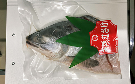 紅さけ姿造り 塩・粕 ふるさと納税 鮭 