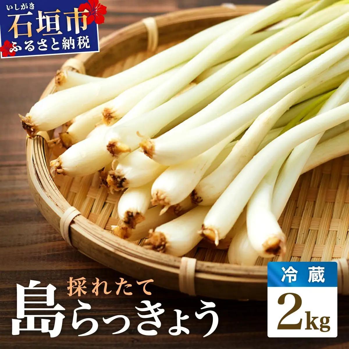 採れたて島らっきょう 農薬・化学肥料不使用 2kg ≪2027年3月中旬～6月下旬発送≫