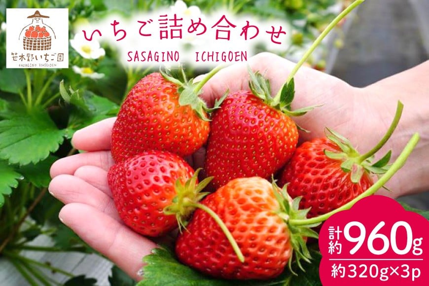 
                  【期間限定発送】 果物 いちご 詰め合わせ 320g×3パック [笹木野いちご園 宮崎県 日向市 452061652] フルーツ イチゴ 苺 食べ比べ 朝摘み 朝どれ 新鮮 とちおとめ さがのほか 紅ほっぺ 国産
                