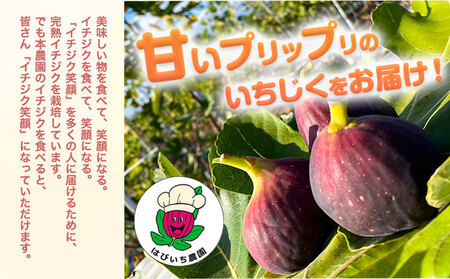 【2025年先行予約】料理人がこだわりぬいた 完熟いちじく1箱 約1kg 《2025年8月上旬-10月中旬頃出荷》無花果 イチジク 桝井ドーフィン はびいち農園《2025年8月上旬-10月中旬頃出荷》