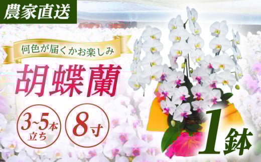 【3〜5本立ち8寸】生産農家直送！ 胡蝶蘭 1鉢 洋蘭 蘭 鉢植 花 フラワー 植物 こちょうらん コチョウラン お花 生花 鉢花 鉢 ギフト プレゼント 【足柄金太郎洋蘭園】開成町 [BDAB011]