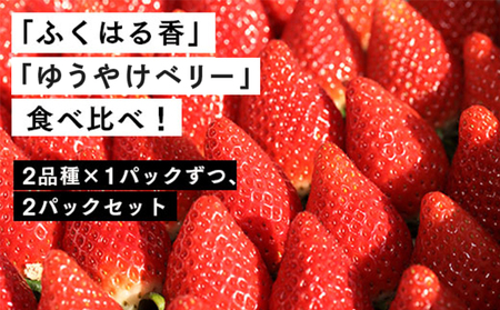 【２月発送開始・数量限定】 伊賀いちご園 2品種食べ比べ560g（280g×2パック）【1800801】