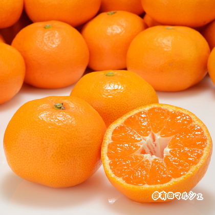 
【先行予約】厳選!濃厚有田みかん【サイズ混合】10kg ※2024年11月上旬～12月下旬頃に順次発送予定 ※北海道・沖縄・その他離島地域は発送不可
