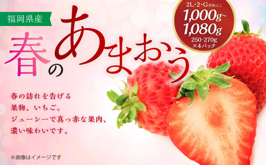 春のあまおう 2L・2A・G規格以上 約250-270g×4パック 苺 イチゴ あまおう くだもの 果物 フルーツ 【2027年3月上旬～4月下旬発送予定】