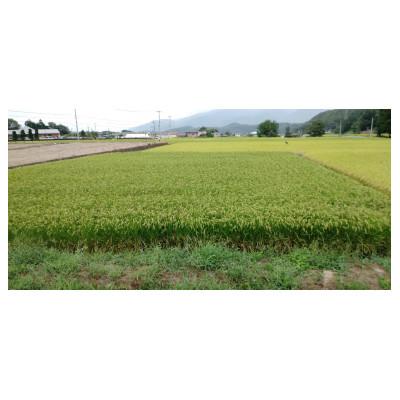 ふるさと納税 韮崎市 令和7年産コシヒカリ(白米)5kg×1袋