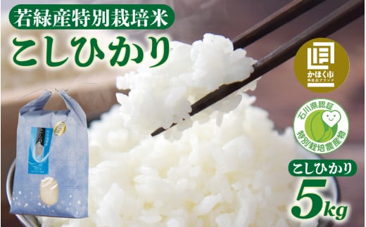 【先行予約】若緑産 特別栽培米「こしひかり」【2026年2月発送】