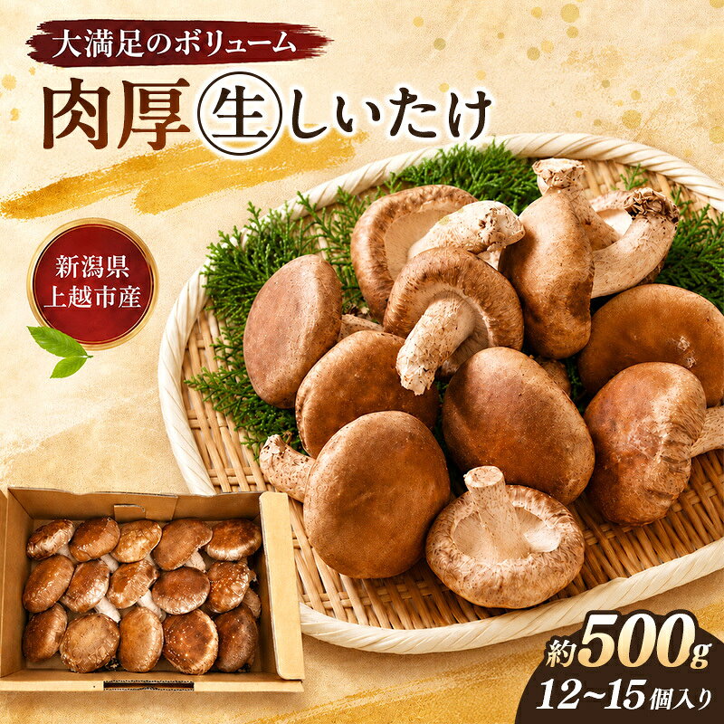 【ふるさと納税】【先行予約 11月下旬発送】新潟県上越市産 肉厚 生しいたけ シイタケ 椎茸 Lサイズ 約500g（12個〜15個入り）×1箱 秋山農場グリーンプロジェクト　お届け：令和8年11月下旬発送