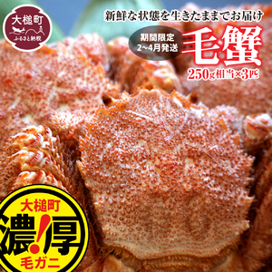 【令和9年発送】三陸産！活毛ガニセット 250g×3杯【08】【2027年2月～4月発送】【配送日指定不可】