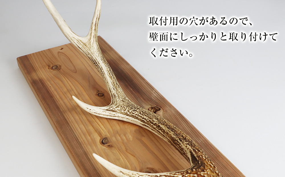 エゾシカ角 壁掛け（横約20cm×縦約60?） 