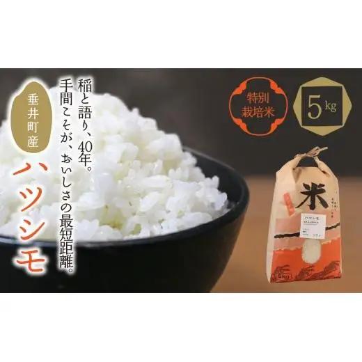 ≪令和7年産≫ 【特別栽培米】垂井町産ハツシモ5kg