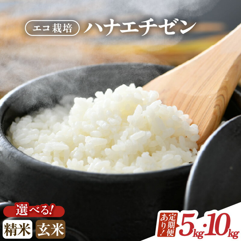 【ふるさと納税】【先行予約】【令和8年産 新米】【一等米】エコ栽培ハナエチゼン 【玄米・精米が選べる】 5kg 10kg （5kg×2袋）定期便 3回 6回 12回 ／ 米 お米 5キロ 10キロ 福井県産 はなえちぜん 華越前 2026年度 8年度 ライス 白米 ※2026年9月上旬以降順次発送予定