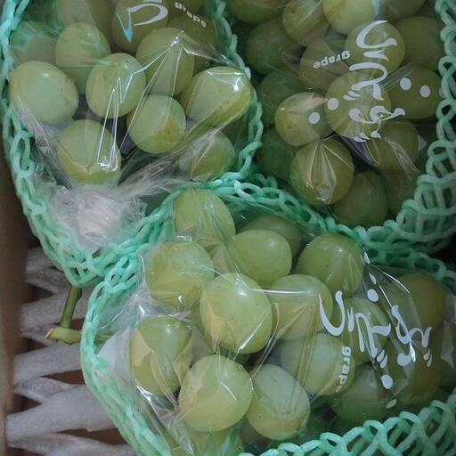 ぶどう　ロザリオビアンコ　1.5kg以上 産地直送　※2026年9月中旬～下旬頃に順次発送予定　※北海道・沖縄・離島への発送不可   | ぶどう ぶどう フルーツ