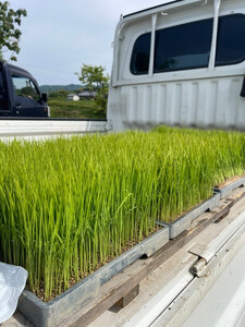 令和7年度産 新米 こしひかり 5kg さぬきの米 たべてんまい