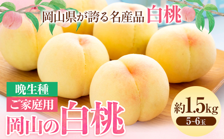 【2025年先行予約】ご家庭用 岡山の白桃 晩生種 約1.5kg 晴れの国 おかやま館(つむぐ株式会社) 《8月上旬-9月中旬頃出荷》岡山県 浅口市 白桃 桃 もも 果物 フルーツ 送料無料【配送不可地域あり】（離島）