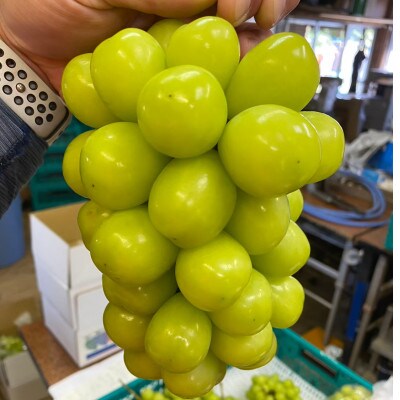 【本場山梨誇る】高糖度×大粒が織りなす甲州戦国シャインマスカットプレミアム2025年9月下旬より発送【配送不可地域：離島】