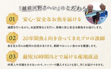 【定期便　隔月６回】【朝獲り】漁師厳選 鮮魚セット (中) 4種類以上 約3kg |  急速冷凍 詰め合わせ