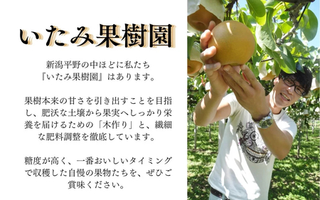 【2026年先行予約】新潟特産 幻の洋梨ル・レクチェ 家庭用 約3kg（7〜11玉）《11月下旬～順次出荷》 令和5年新潟県ル・レクチェ果実品評会「県知事賞」 加茂市 いたみ果樹園