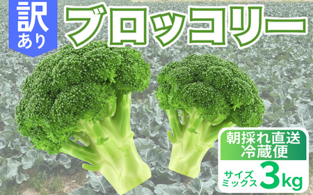 収穫当日発送 ブロッコリー 約3kg 朝どれ 訳あり ブロッコリー 愛なんよ