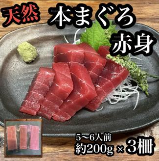 貴重な天然本鮪 赤身 約200g×3柵 約5～６人前●マグロの中心部天身を使用！【赤身 天身 惣菜 海鮮 お取り寄せ 御中元 お中元 お歳暮 父の日 母の日 贈り物 日本酒】【神奈川県小田原市早川】