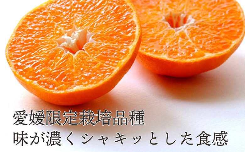 先行予約＜訳あり 甘平 愛媛限定高級柑橘 合計約1.5kg＞ 『2027年1月以降順次出荷予定』ミヤモトオレンジガーデン 愛媛県 西予市