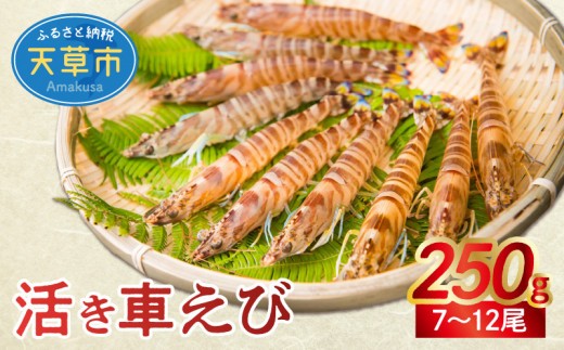 
                  【鮮度抜群】厳選・幸福堂の活き車えび(250g)_S005-004-sku
                