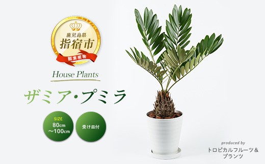 2026年5月中旬～発送【観葉植物】 ザミア ・ プミラ80cm～100cm ホワイト鉢(専用受け皿付き)(T&P/035-1351) 観葉 植物 インテリア 鉢植え 鉢植 グリーン  ザミア ・ プミラ 自然 ナチュラル 美しい 清涼感 園芸 室内 オフィス リラックス おしゃれ 鹿児島 指宿 いぶすき インテリアグリーン【配送不可地域：北海道・沖縄県・離島】