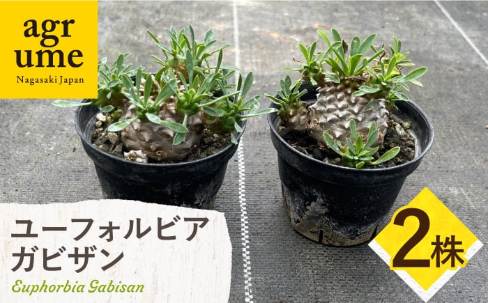 
            ユーフォルビア 峨眉山（ガビザン）Euphorbia Gabisan ２株 長与町/アグリューム [EAI172]
          