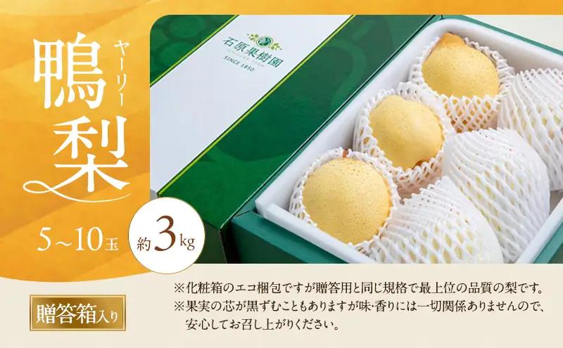 梨 2026年 先行予約 鴨梨（ヤーリー）5～10玉 合計約3kg 贈答箱 岡山県産 梨