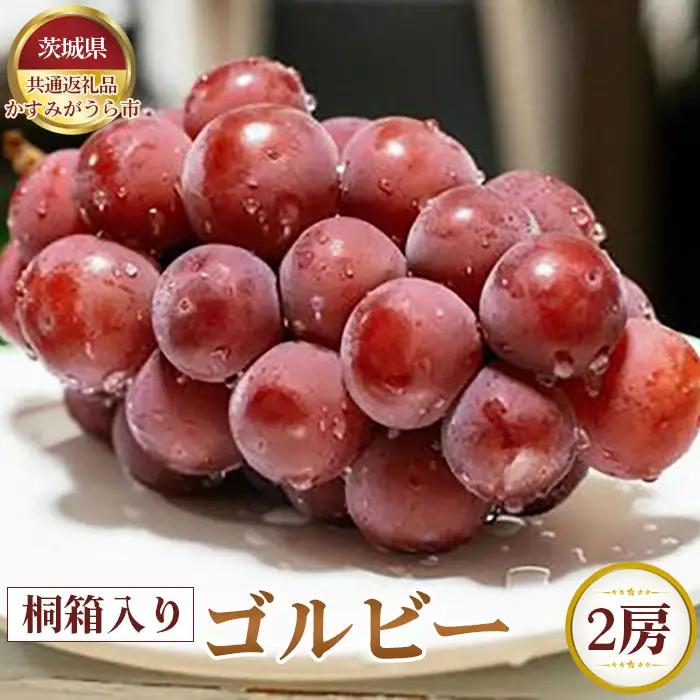 【先行予約】ゴルビー　桐箱入り2房【茨城県共通返礼品 かすみがうら市】 No.374