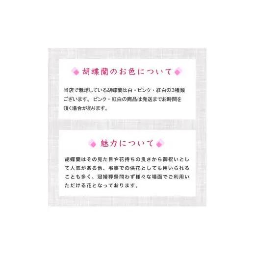 【訳あり】胡蝶蘭 3本立て 白 スタンダード お祝い 須崎洋蘭園 SY016
