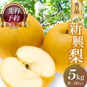 【ふるさと納税】【先行予約／数量限定50】新興梨 秀品 5kg（8～16玉入り）（2025年10月上旬～発送） 国産 8〜16 個 玉 ふるさと 納税 梨 なし ナシ 5kg ふるさと 納税 先行予約 期間限定 ふるさと 納税 フルーツ くだもの 果物 赤梨 農家直送