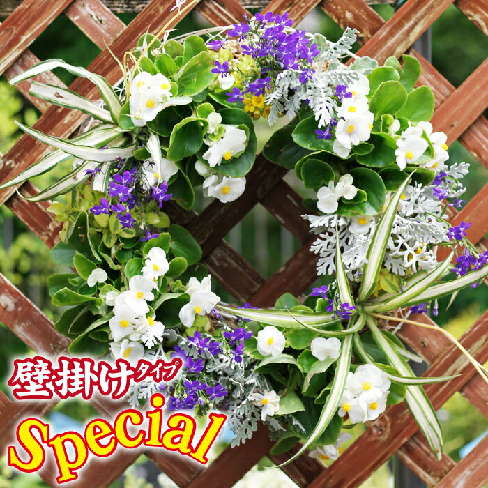 【ふるさと納税】 東北最大級のガーデニング専門店 厳選 ハンギングバスケット スペシャル 壁掛けタイプ 12種類 ～ 14種類 ／ おすすめ お花 花 生花 季節 おまかせ バスケット ガーデニング 玄関 ベランダ 庭 国産 岩手県 雫石町 産地直送 送料無料 【花工房らら倶楽部】