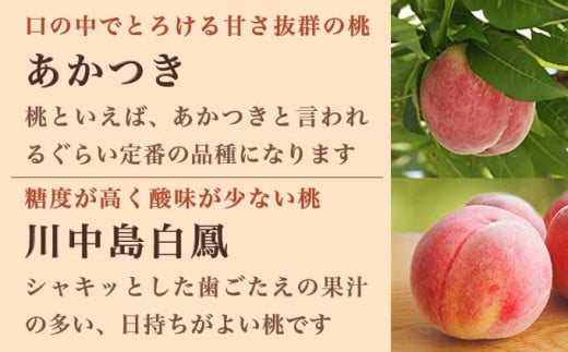 旬の白桃 約2kg 4～9玉 ［小布施屋］ 白桃 桃 もも モモ フルーツ 果物 クール便 冷蔵便 長野県産 信州産 期間限定 数量限定  たまき なつき あかつき 川中島白鳳 川中島白桃など 先行予