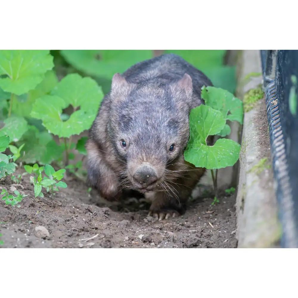 茶臼山動物園入園券・茶臼山モノレール乗車券　３セット | 動物園 
