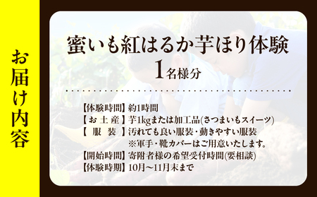 【別府ローケーション抜群】　別府産　蜜いも「紅はるか」芋ほり体験_B188-003