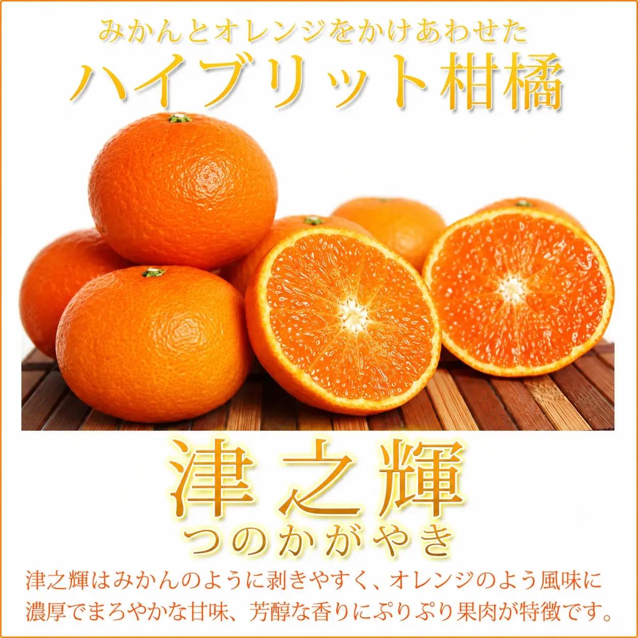 津之輝(つのかがやき)　5kg【予約】※2027年1月下旬頃〜2027年2月上旬頃に順次発送予定(お届け日指定不可) 【uot761】