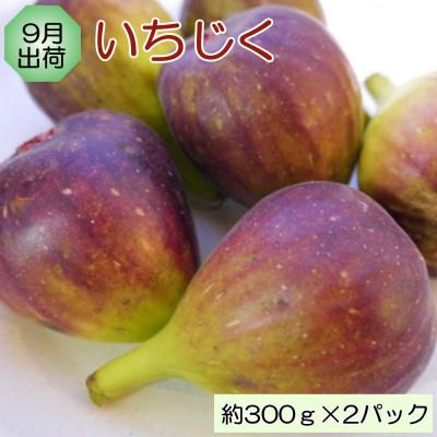 ふるさと納税 紀の川市 【発送月固定定期便】和歌山の旬のフルーツ(いちご・いちじく・みかん・キウイ)定期便全4回 |  | 02