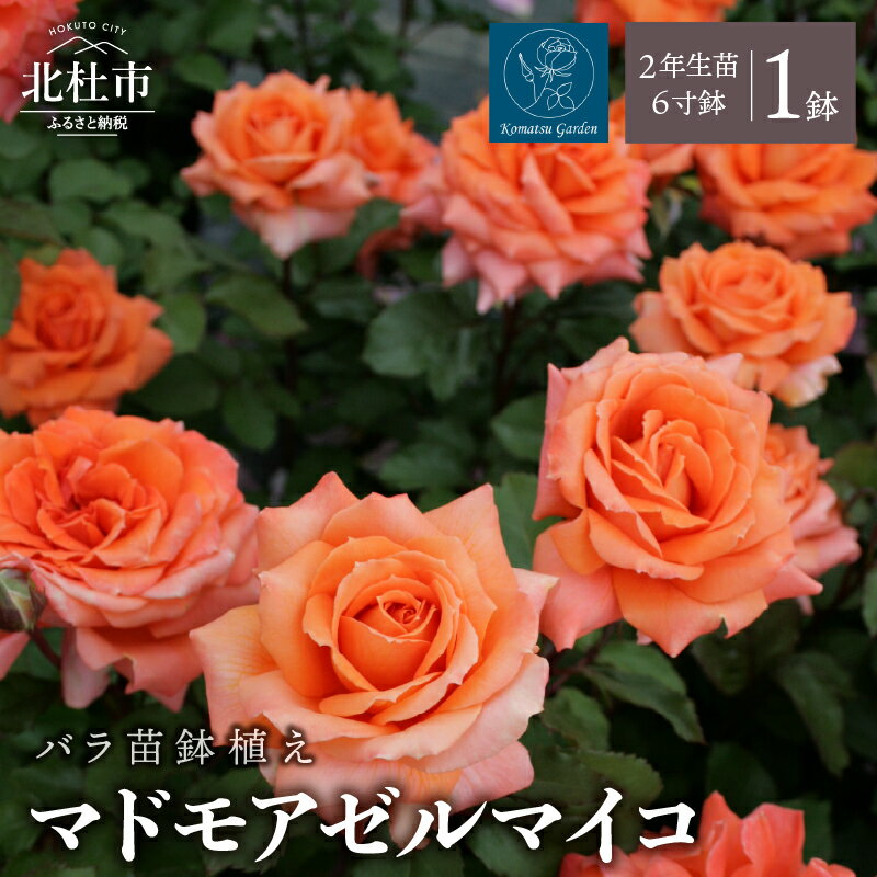 【ふるさと納税】 バラ 苗 1鉢 四季咲き 鉢植え 花 マドモアゼルマイコ 6寸鉢 2年生苗 ガーデニング 初心者 母の日 父の日 送料無料