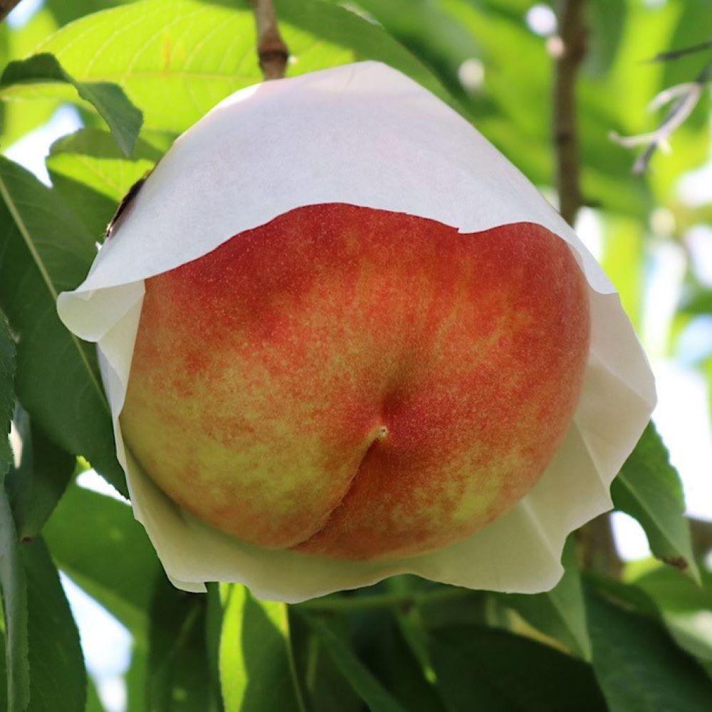 和歌山県産 桃 12玉〜16玉 約4kg 秀品［AS4］