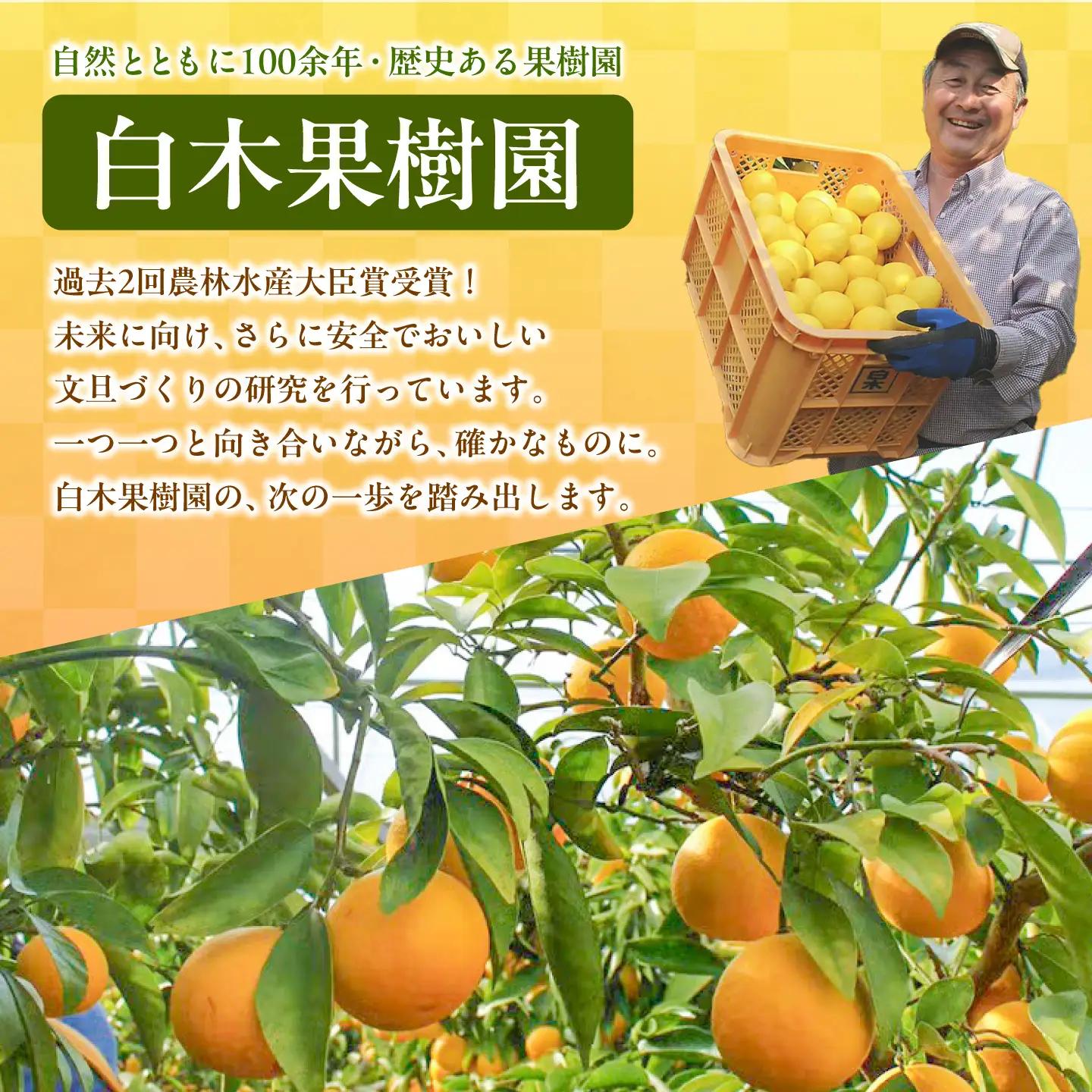 【6回定期便】文旦＆小夏バラエティ定期便 土佐の柑橘フルコース〈水晶文旦・温室文旦・土佐文旦・甘熟とさ小夏・土佐小夏〉くだもの 定期【白木果樹園】[BQAI062]