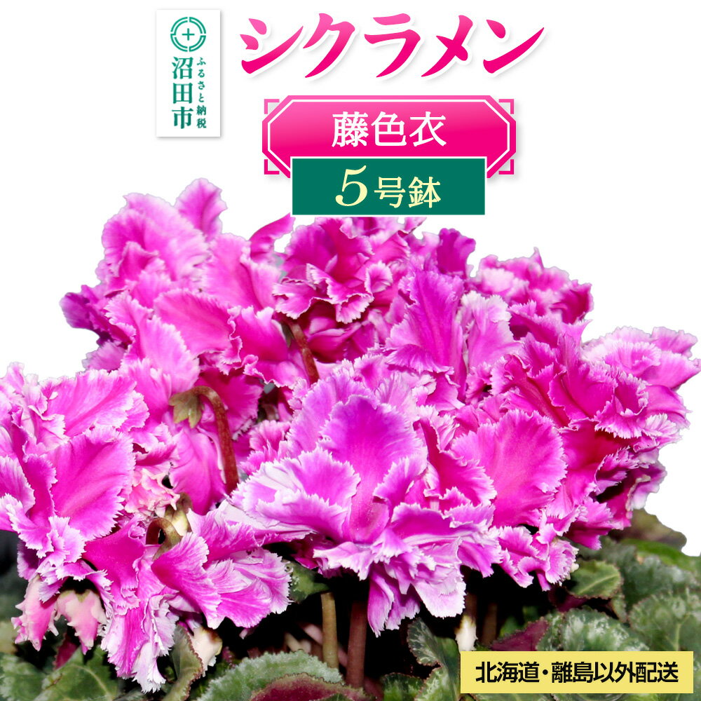 【ふるさと納税】《12月上旬〜下旬発送》北海道・離島以外配送 シクラメン5号鉢 藤色衣