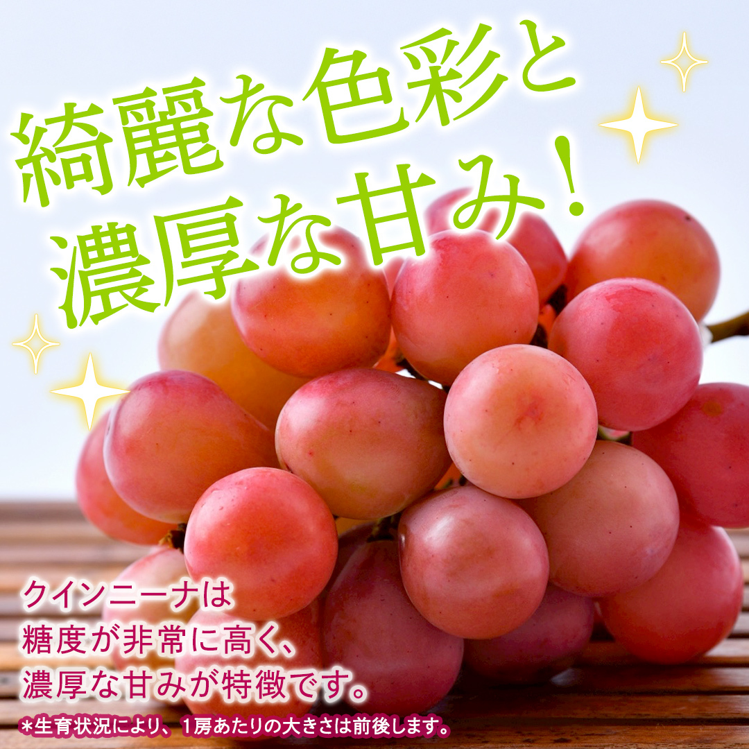 クインニーナ 約1.3kg（約2房） 【2026年8月より発送開始】 （茨城県共通返礼品 [ぶどう]：結城市産） ぶどう ブドウ 葡萄 クインニーナ 種なし 皮ごと 高級 国産 ふるさと納税 [FC1