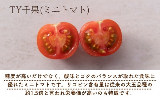 【2027年1月以降配送】熊野薬草園のミニトマト（1.2kg） トマト ミニトマト 熊野 予約受付【kmys0001A】
