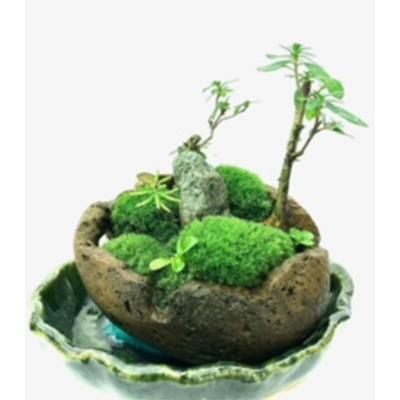 ふるさと納税 豊川市 癒しの苔盆景軽石季節な植物ツツジ　自然の美しさを手元で感じることができる癒しのアイテムです。 |  | 01