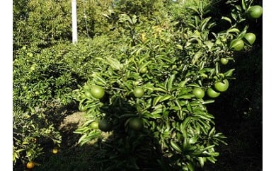 （先行予約・限定3０セット・4月～５月発送）ニューサマーオレンジ（5kg）【静岡県 伊豆市 果物  柑橘類 】010-012
