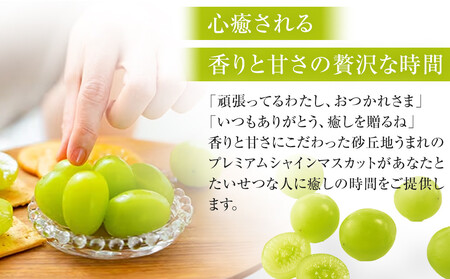 シャインマスカット 訳あり 家庭用 鳥取砂丘地産 1.4kg（350g×4パック） ※離島への配送不可 ※2024年8月下旬～10月下旬頃に順次発送予定