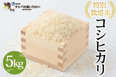 特別栽培米〈コシヒカリ〉5kg ≪米 お米 白米 ご飯 栃木県産≫ ※離島への配送不可 ※2025年9月中旬頃より順次発送予定
