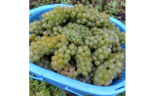 Bozza di Sauvigunon(ソーヴィニヨン・ブラン:白ワイン)750ml×2本【1776539】