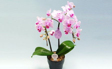 花鉢 ミディ 胡蝶蘭 2本立て ピンク 鉢植え   | 鉢鉢鉢鉢