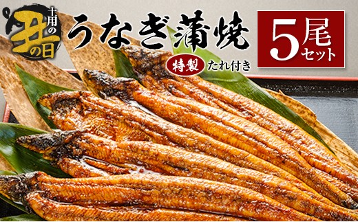 【土用の丑の日】うなぎ蒲焼5尾セット 計905g以上 中村商店